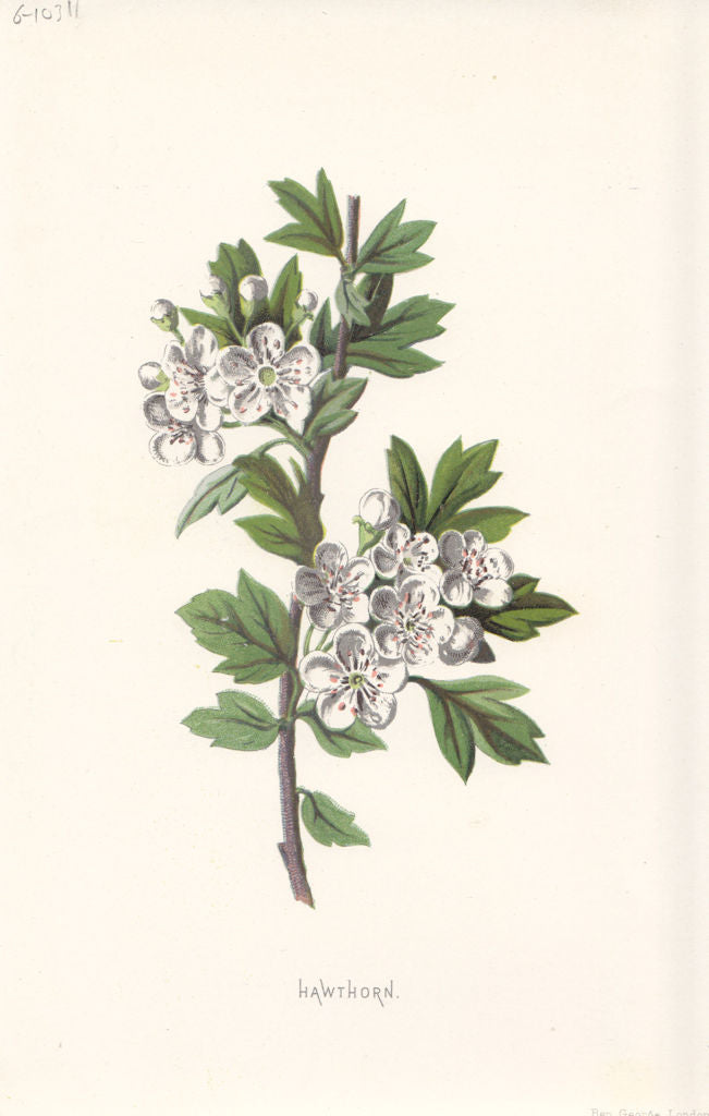 FLOWERS. Hawthorn c1895 old antique vintage print picture